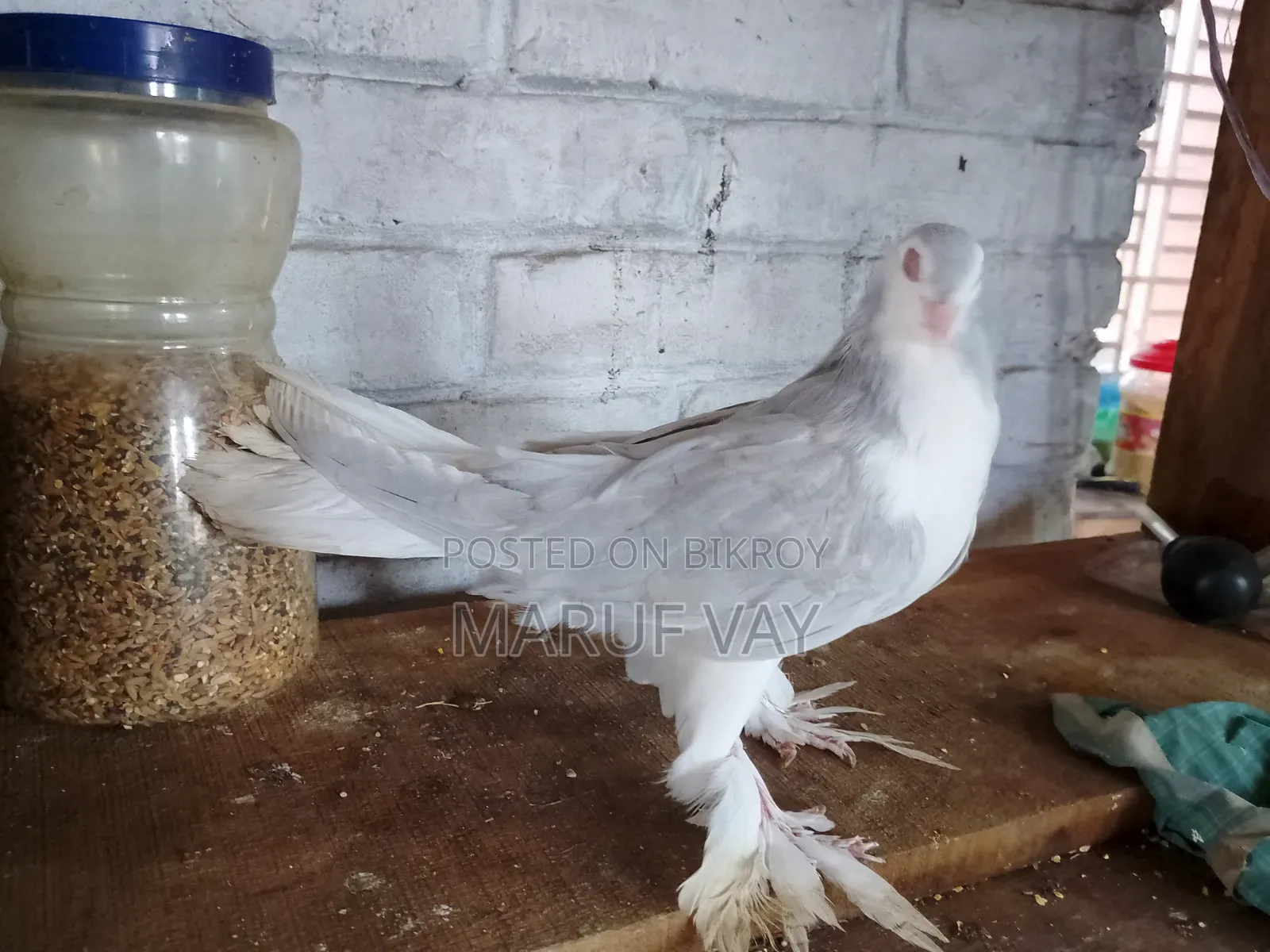 লাহরি সিরাজি