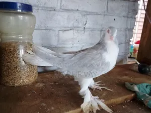 লাহরি সিরাজি