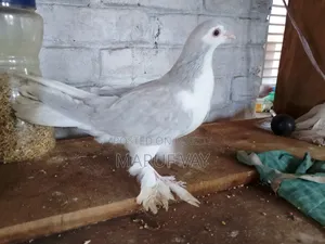 লাহরি সিরাজি