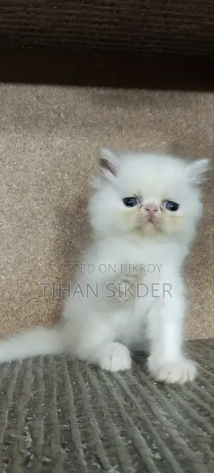 ১-৩ মাস বয়সী পুরুষ পিওরব্রেড এক্সোটিক