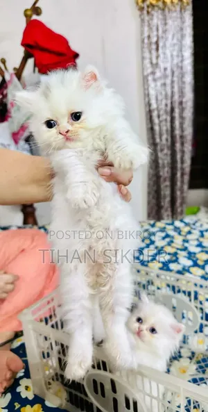 1-3 months Male Purebred Exotic