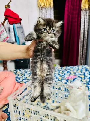 1-3 months Male Purebred Exotic