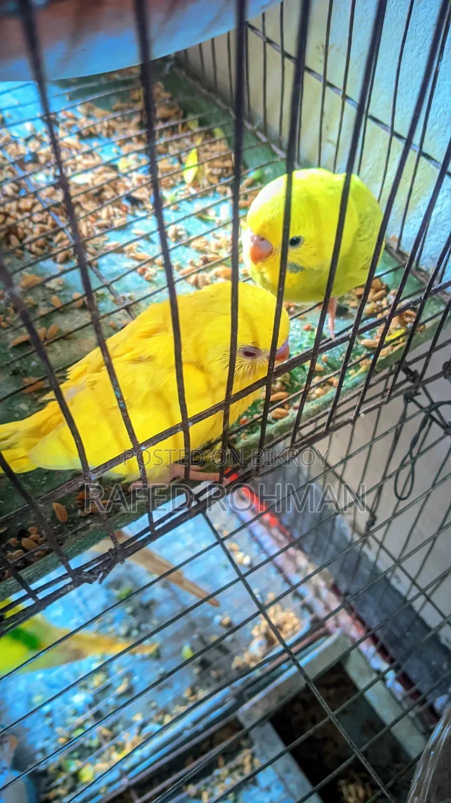 Tame Sije Bajigar Baby