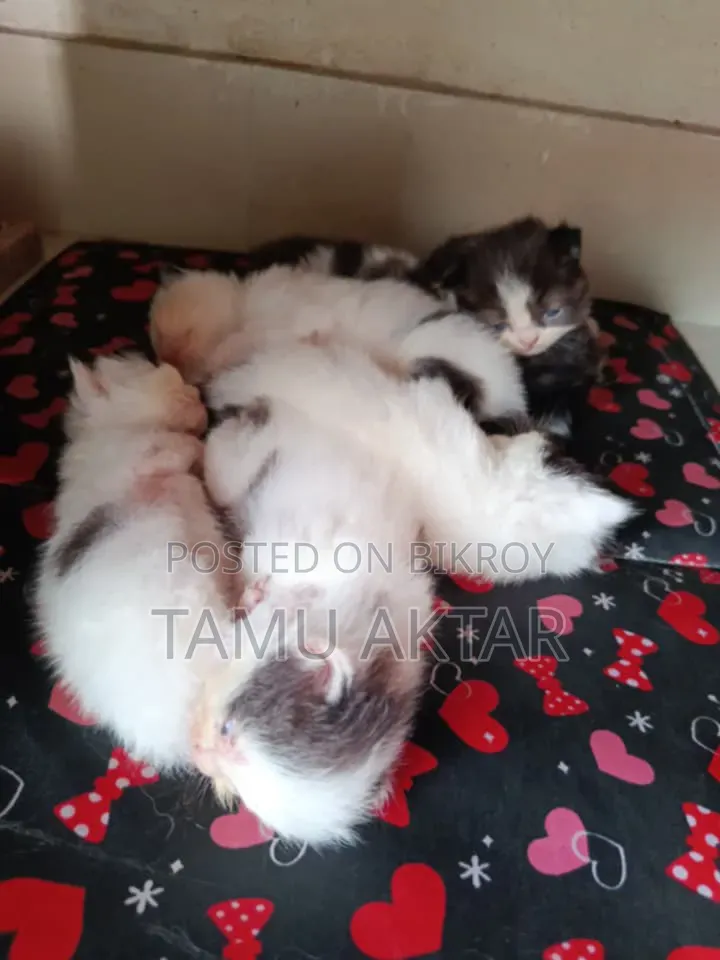 0-1 month Female Purebred Persian