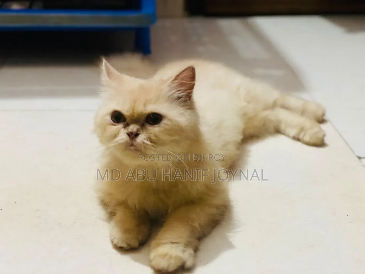 3-6 months Female Purebred Persian
