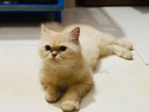3-6 months Female Purebred Persian