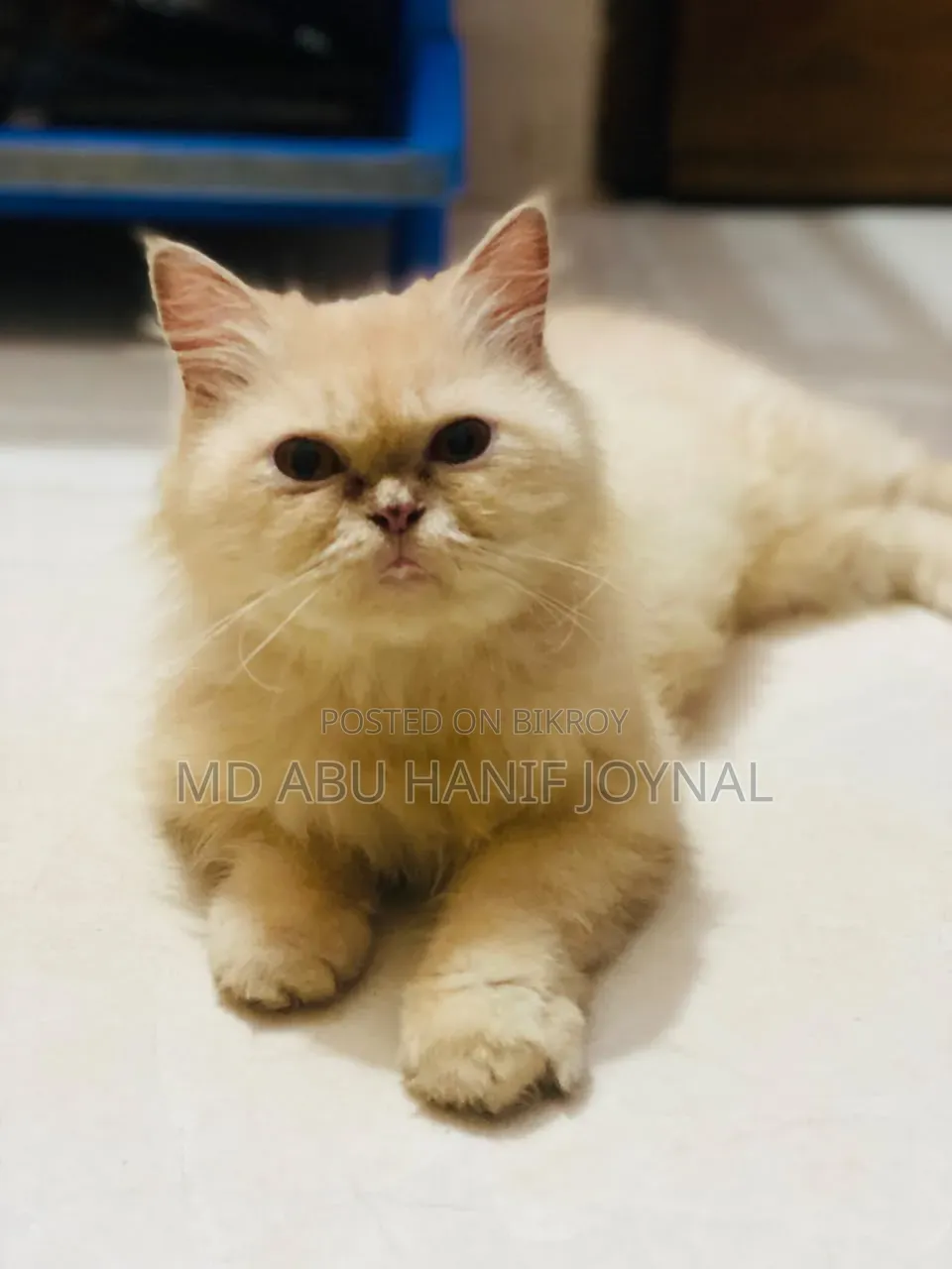 3-6 months Female Purebred Persian