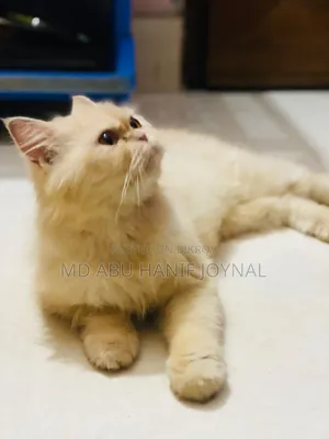 3-6 months Female Purebred Persian