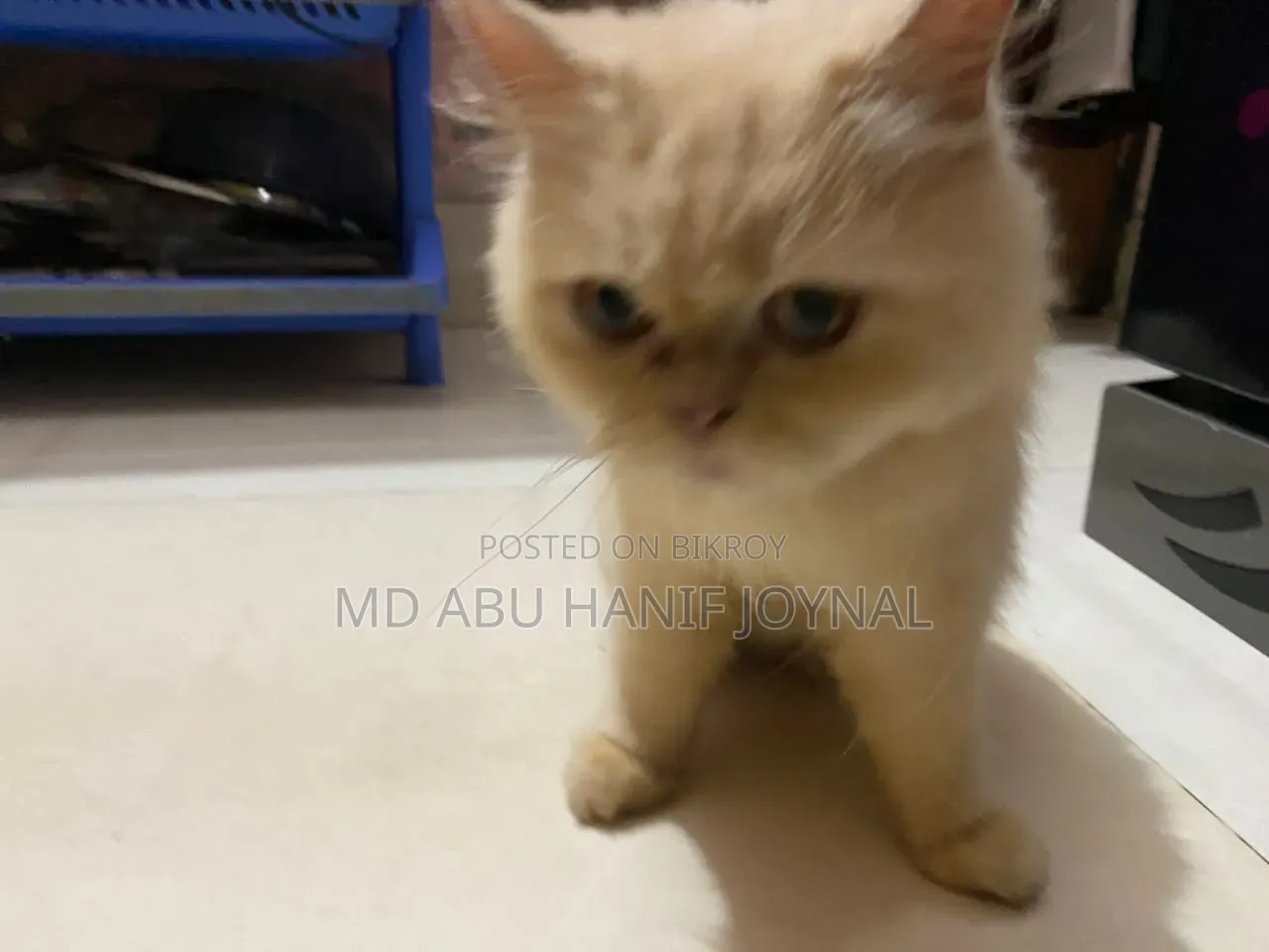 3-6 months Female Purebred Persian
