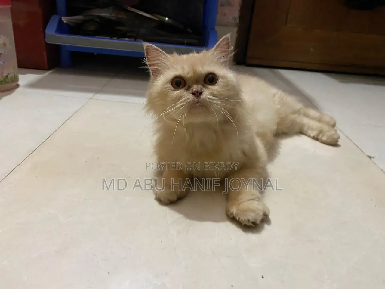 3-6 months Female Purebred Persian