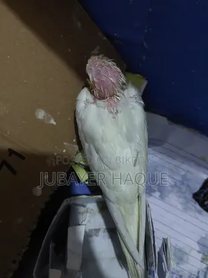 লুটিনো রেড আই কোকাটিল বেবী
