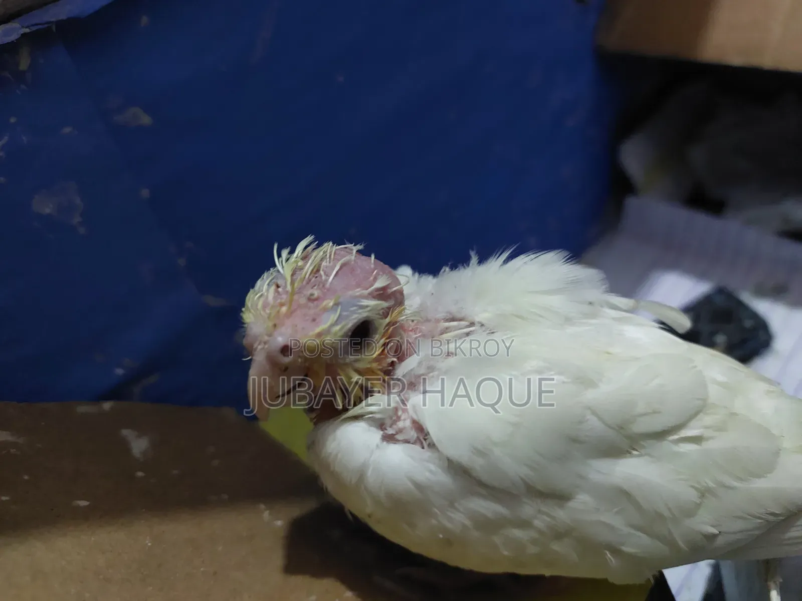 Lutino Red Eye Cockatiel Baby