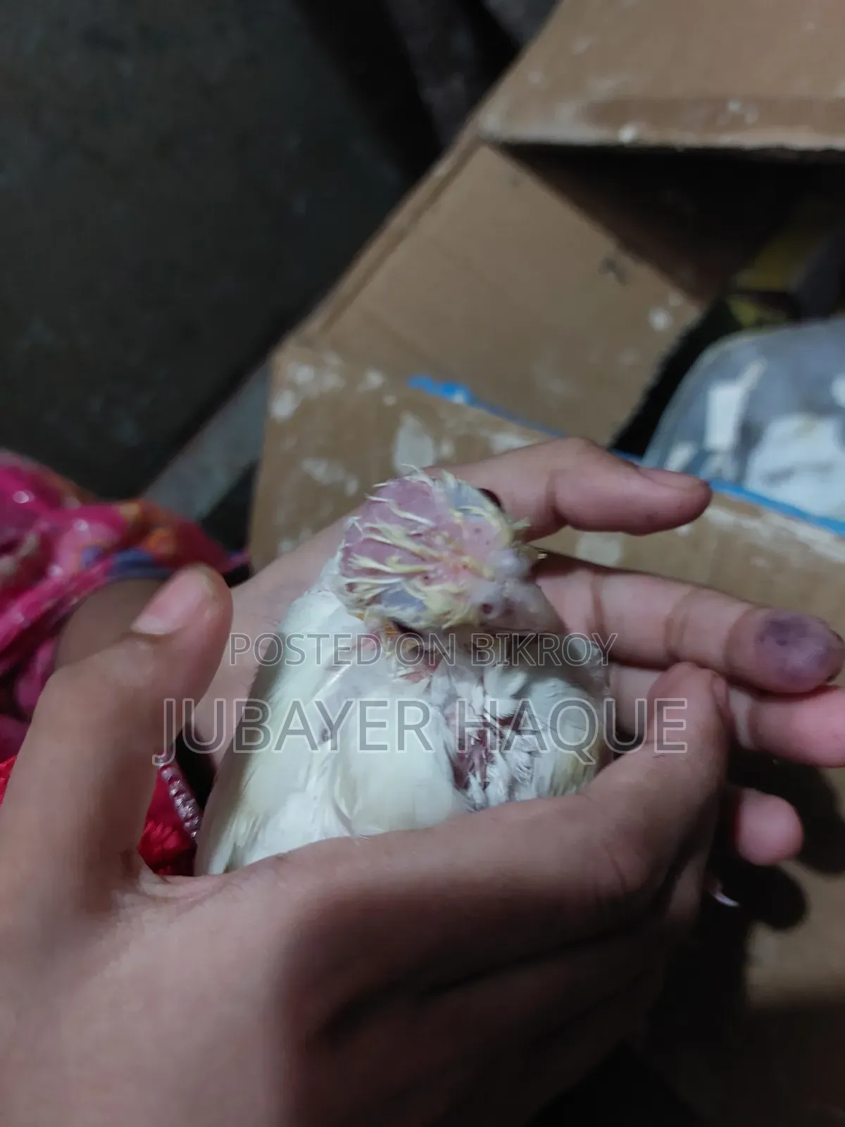 Lutino Red Eye Cockatiel Baby