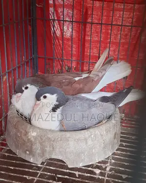 রেড লাহরি নর বুলু বারলেস মাদি রানিং জুড়া