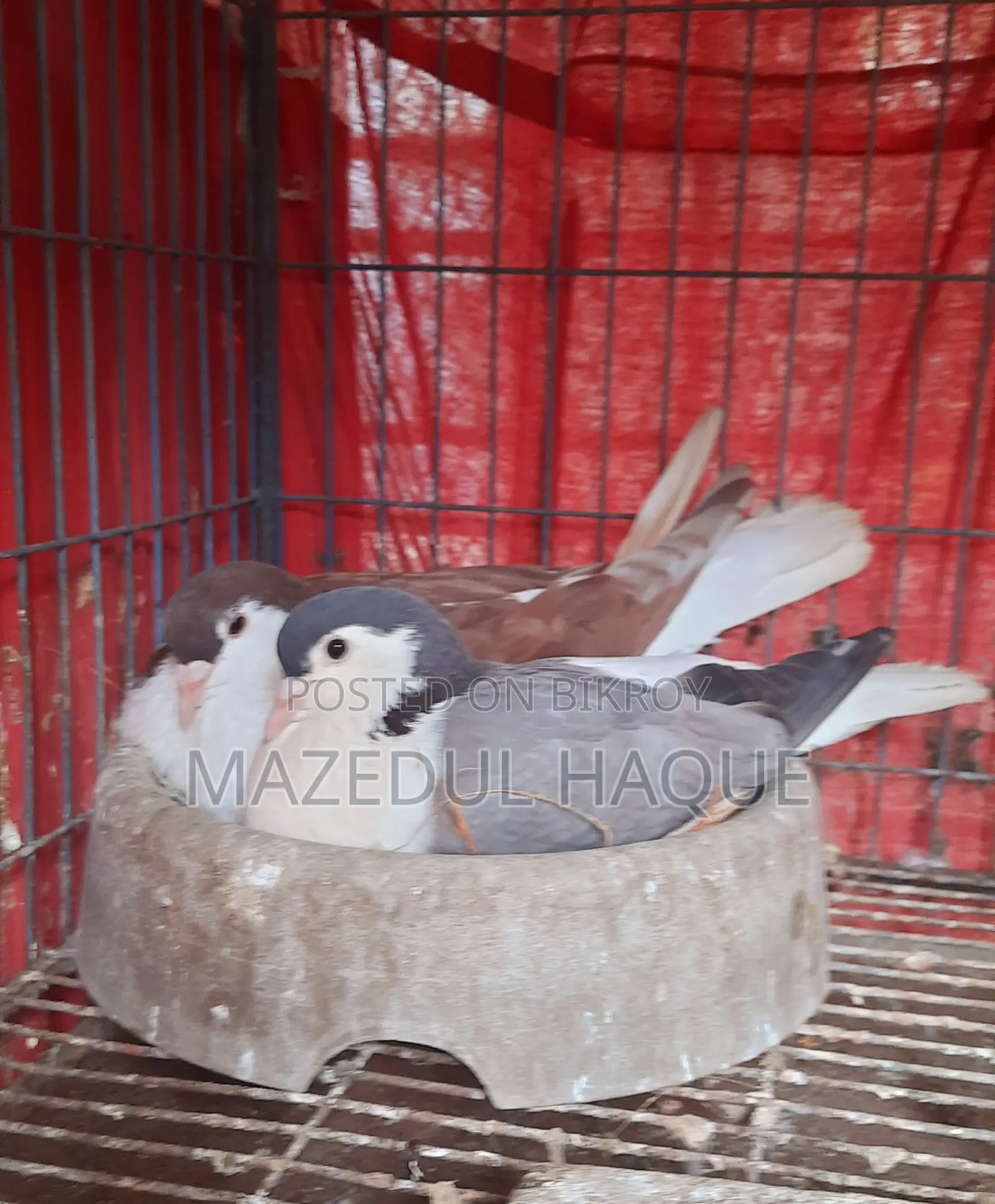 রেড লাহরি নর বুলু বারলেস মাদি রানিং জুড়া