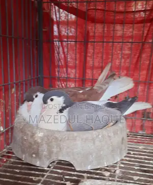 রেড লাহরি নর বুলু বারলেস মাদি রানিং জুড়া