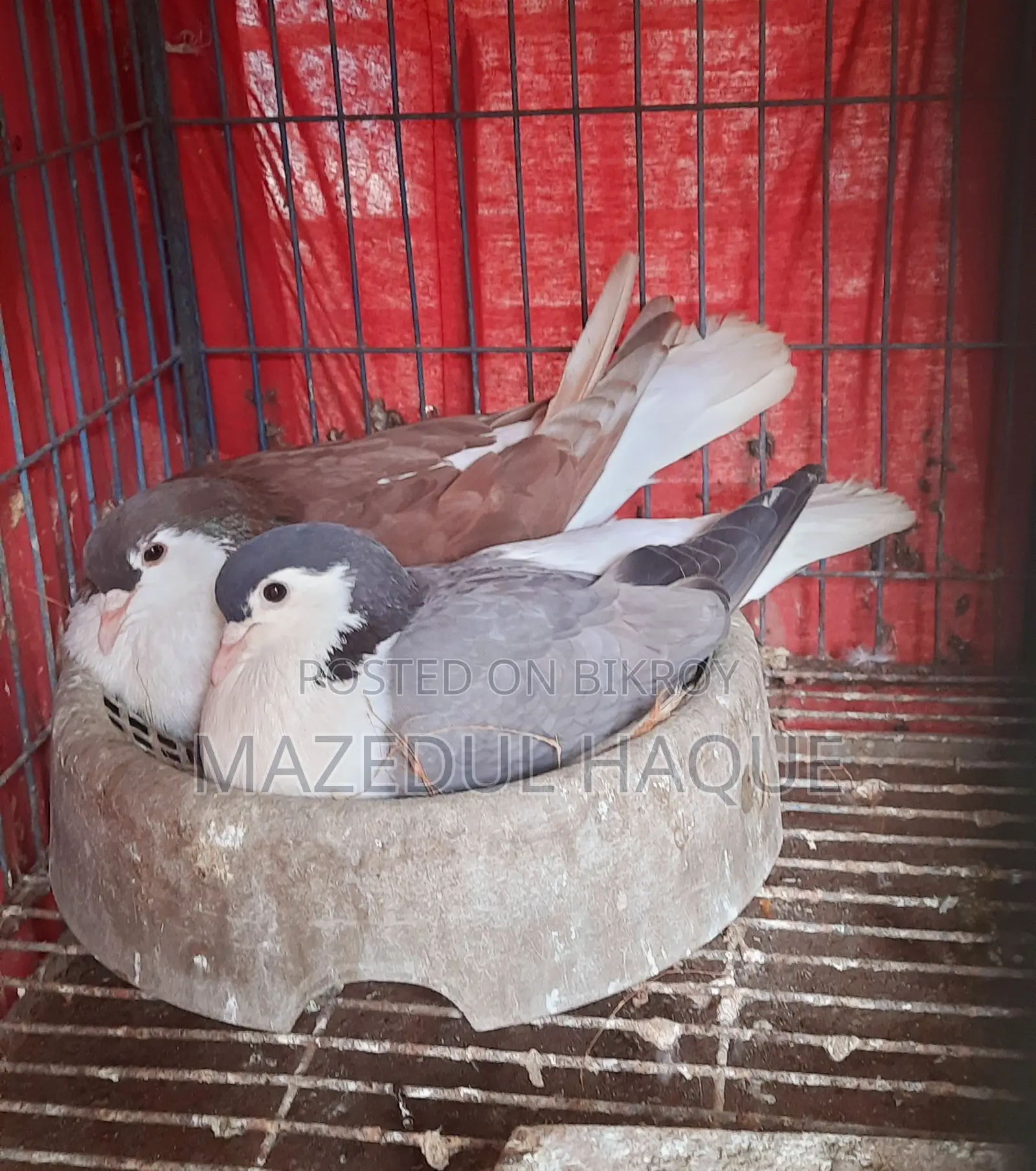 রেড লাহরি নর বুলু বারলেস মাদি রানিং জুড়া