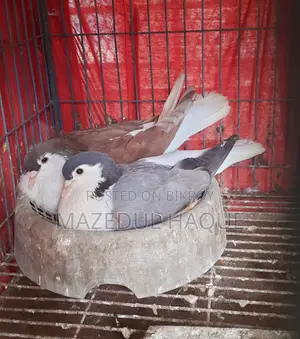রেড লাহরি নর বুলু বারলেস মাদি রানিং জুড়া