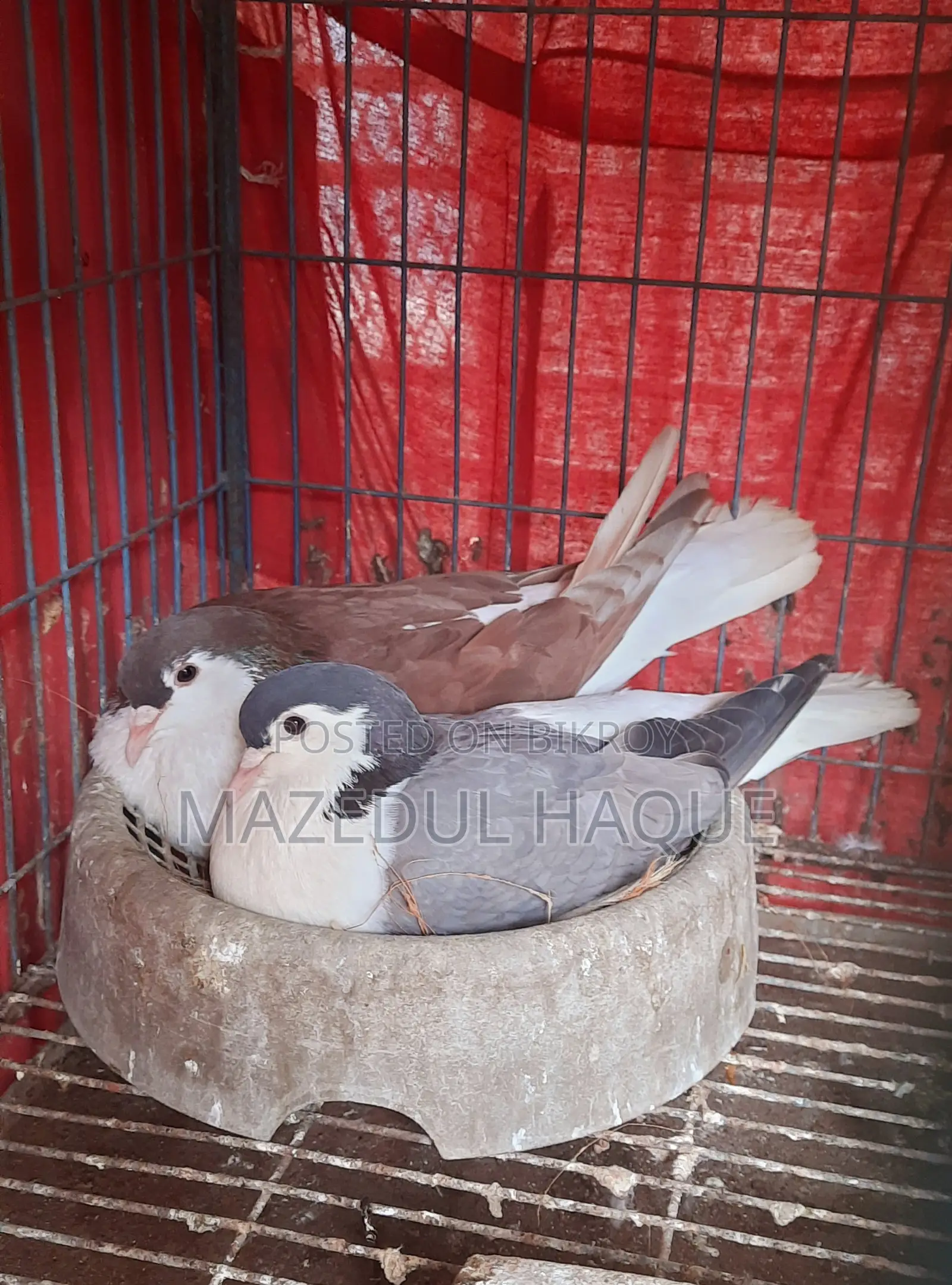 রেড লাহরি নর বুলু বারলেস মাদি রানিং জুড়া