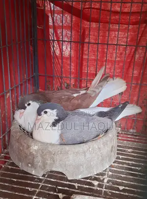 রেড লাহরি নর বুলু বারলেস মাদি রানিং জুড়া