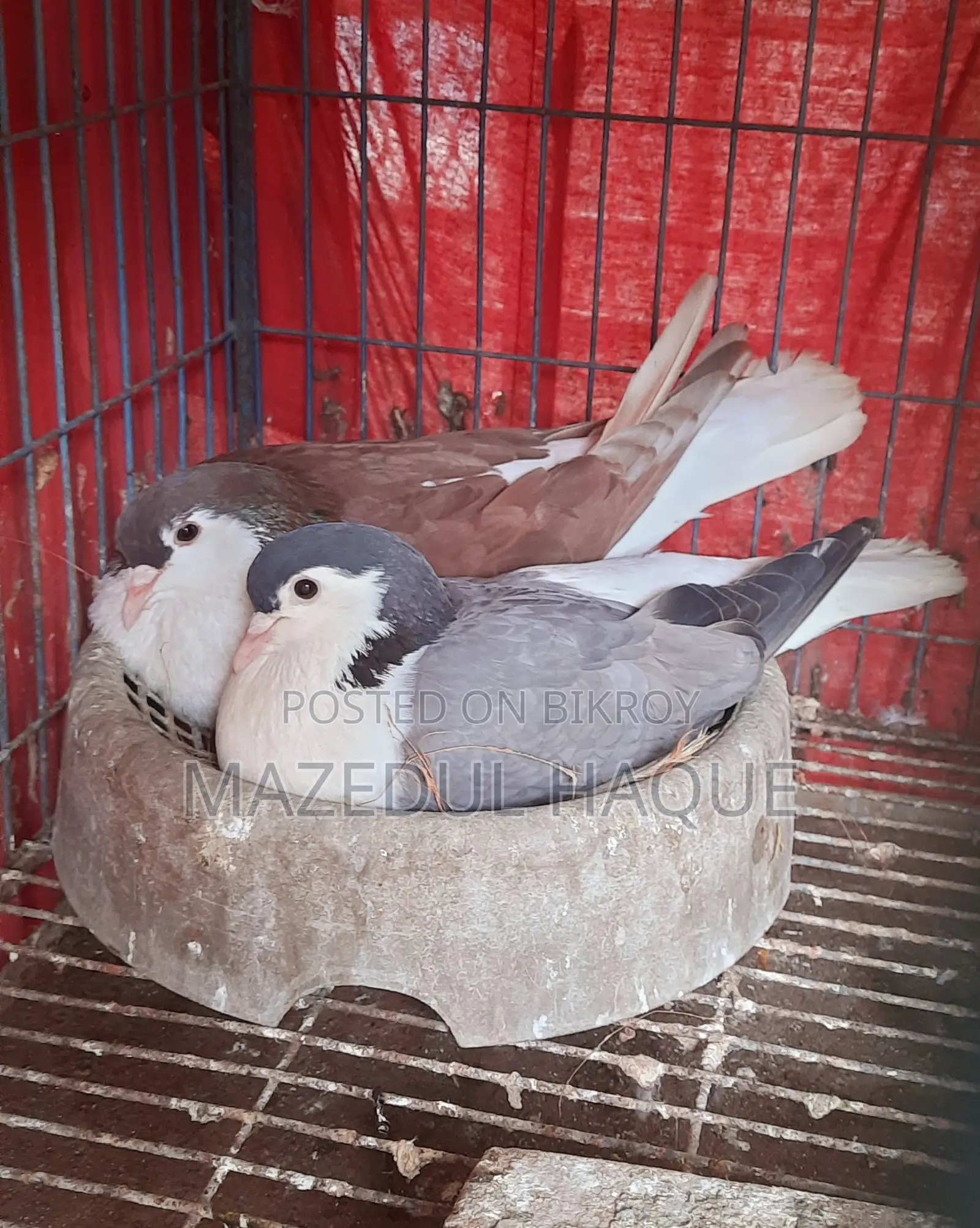 রেড লাহরি নর বুলু বারলেস মাদি রানিং জুড়া
