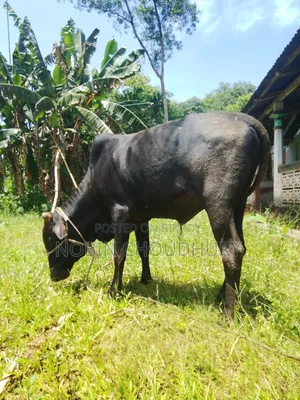 Pure Domestic Home-Raised Cow