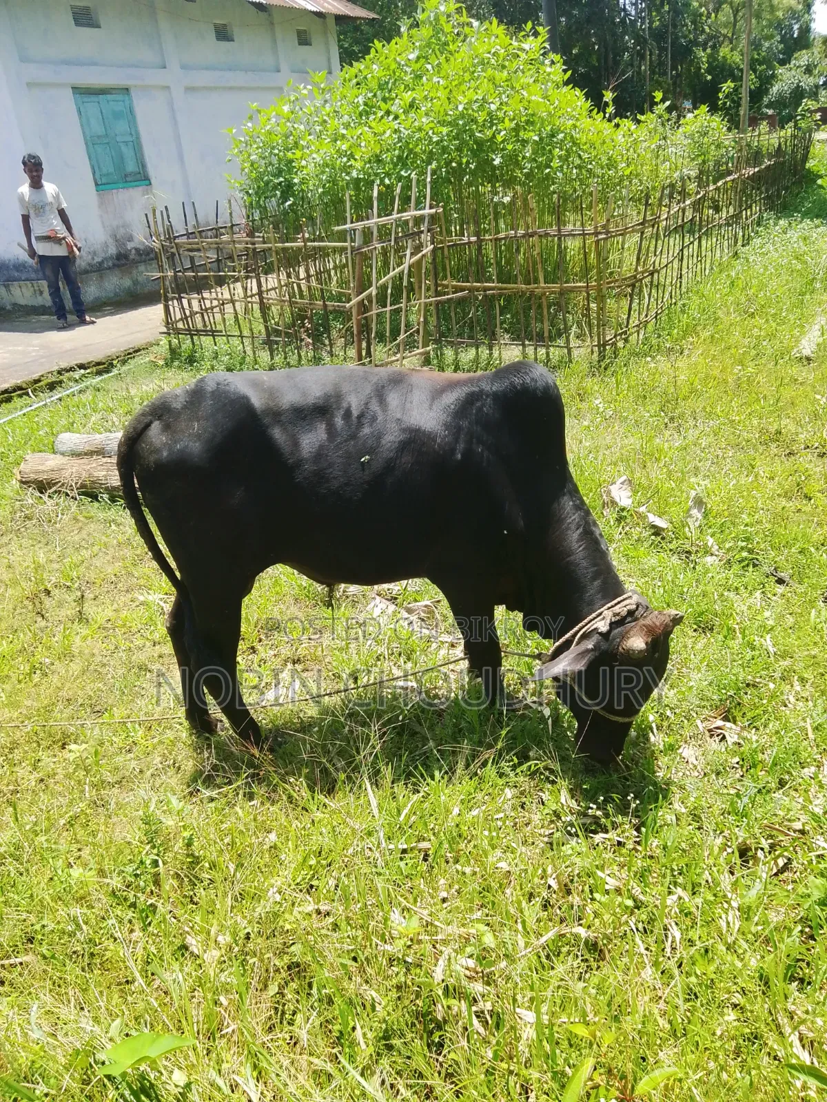 Pure Domestic Home-Raised Cow