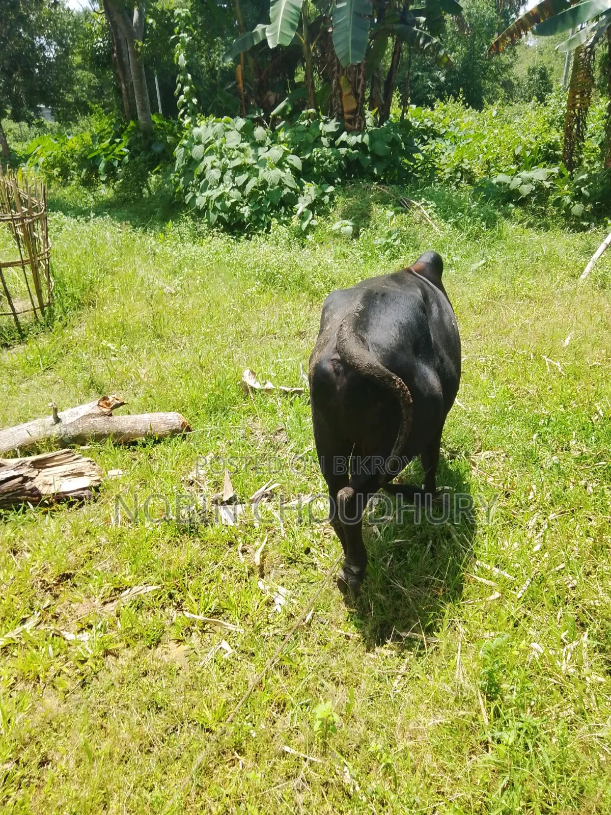 Pure Domestic Home-Raised Cow
