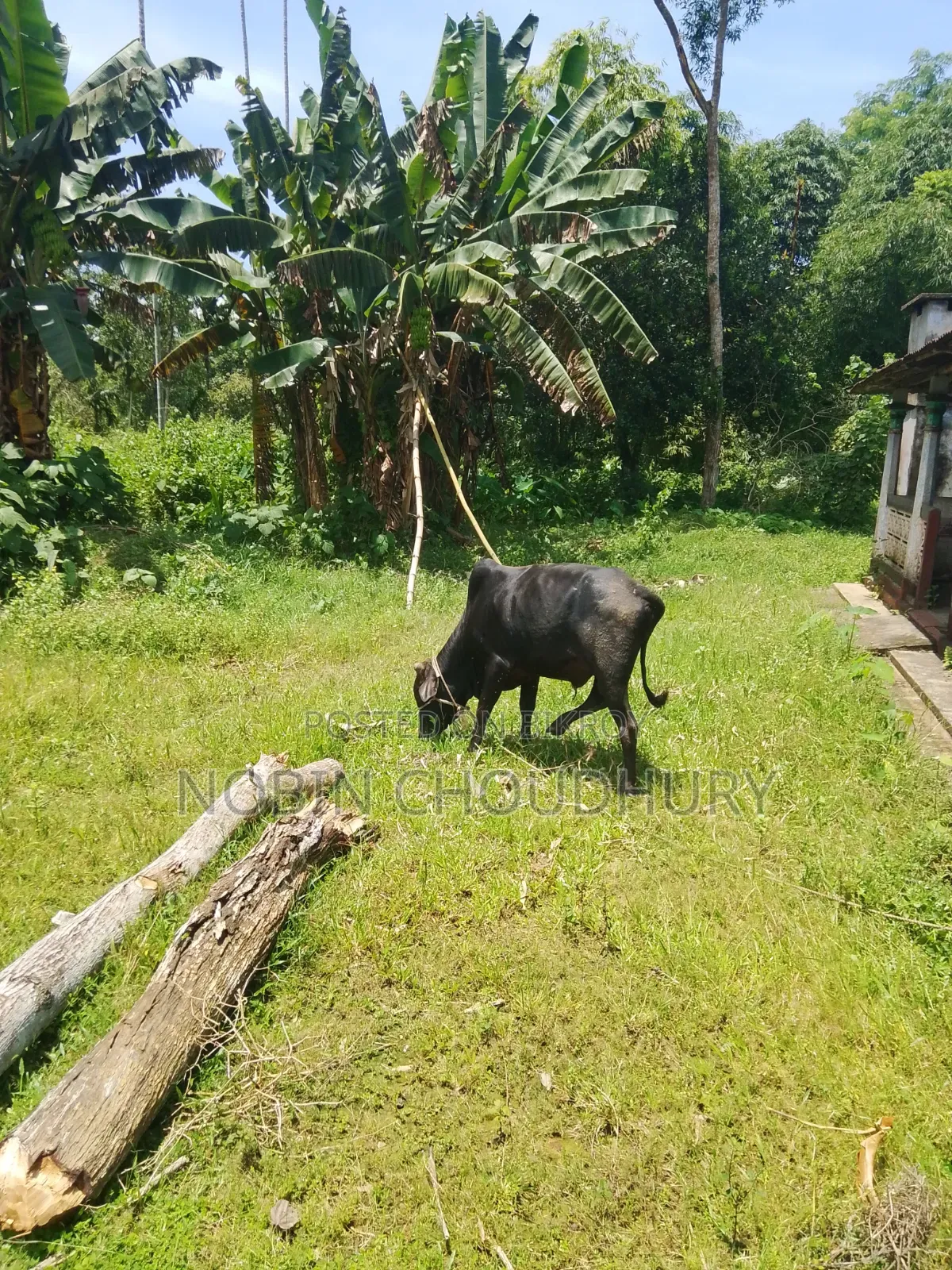 Pure Domestic Home-Raised Cow
