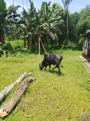 Pure Domestic Home-Raised Cow