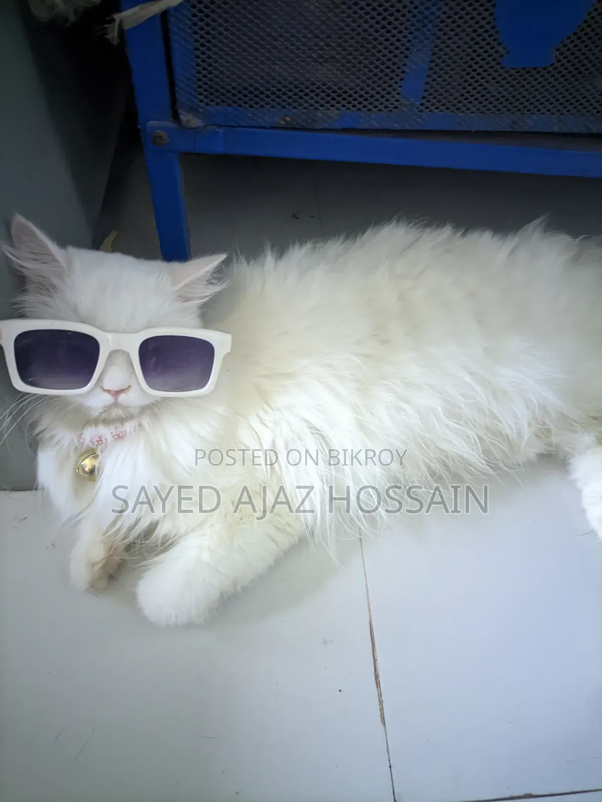 ১+ বছরের মহিলা পিওরব্রেড পার্সিয়ান
