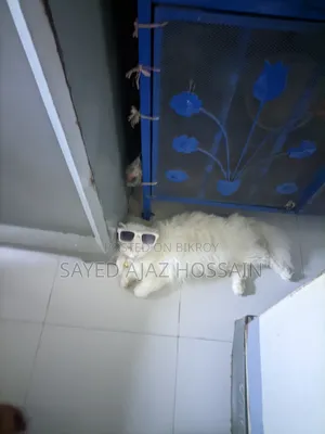 ১+ বছরের মহিলা পিওরব্রেড পার্সিয়ান