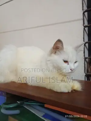১+ বছরের খাঁটি পার্সিয়ান বিড়াল (মাদি)