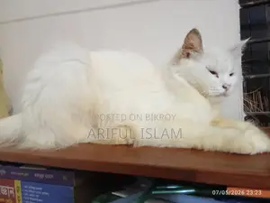 ১+ বছরের খাঁটি পার্সিয়ান বিড়াল (মাদি)