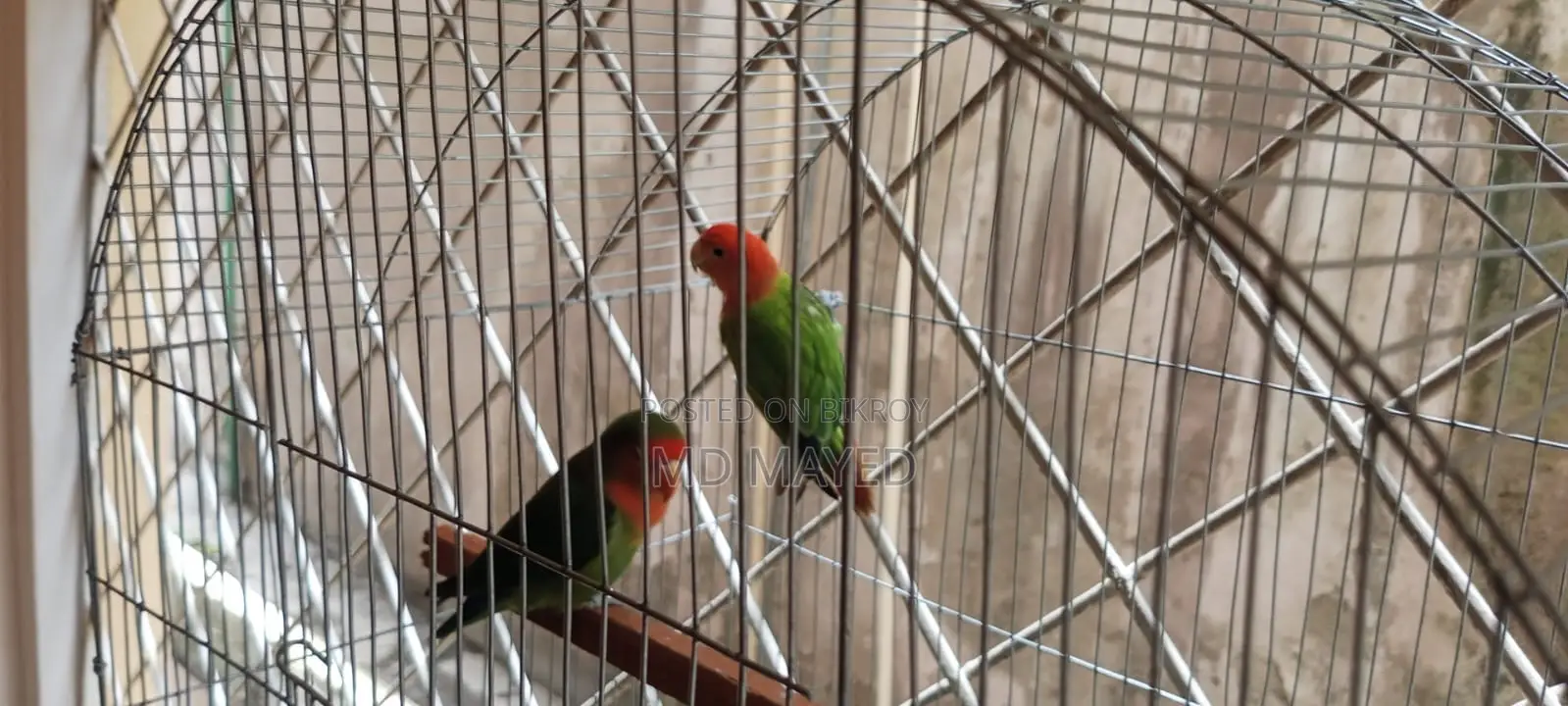 ১ জোড়া পূর্ণবয়স্ক লাভ বার্ড