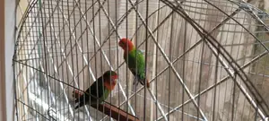 ১ জোড়া পূর্ণবয়স্ক লাভ বার্ড