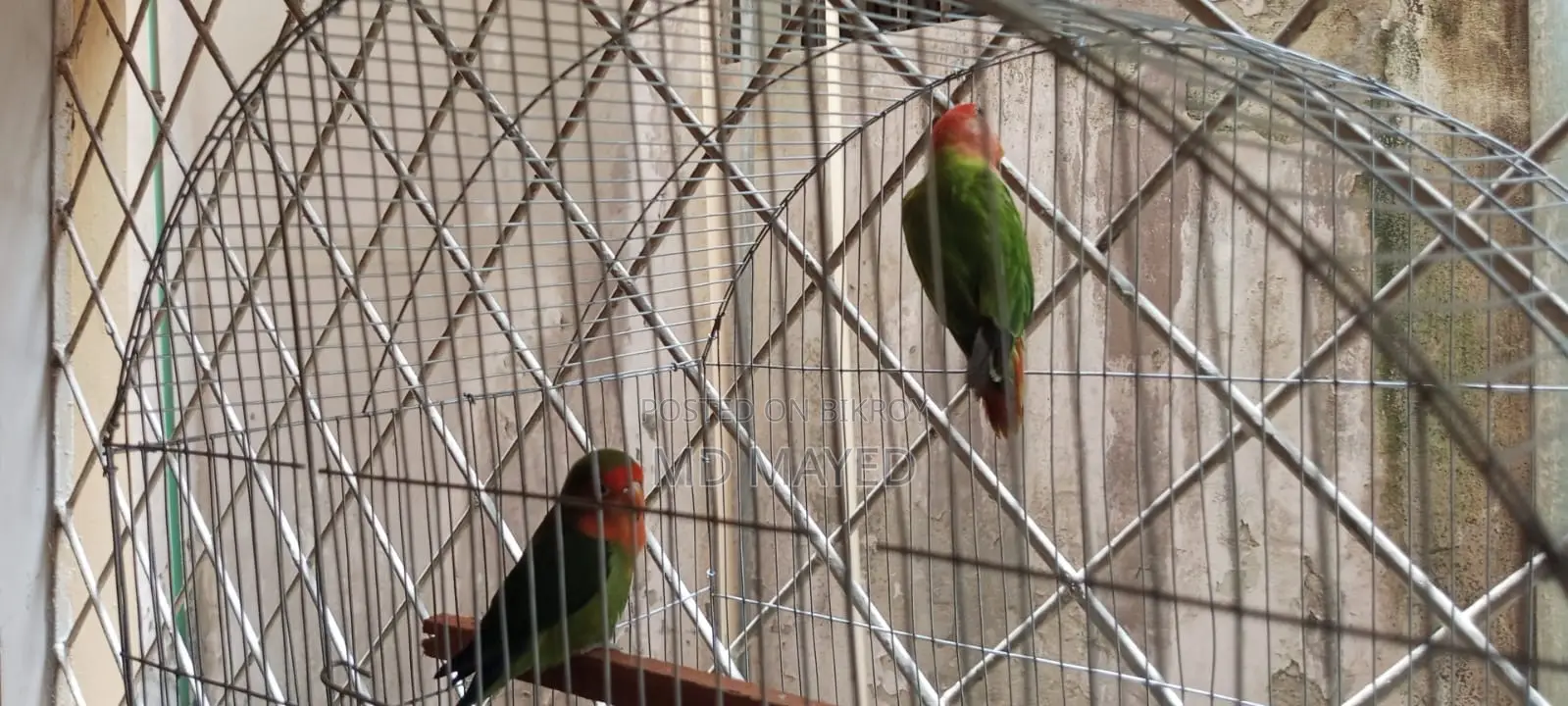 ১ জোড়া পূর্ণবয়স্ক লাভ বার্ড