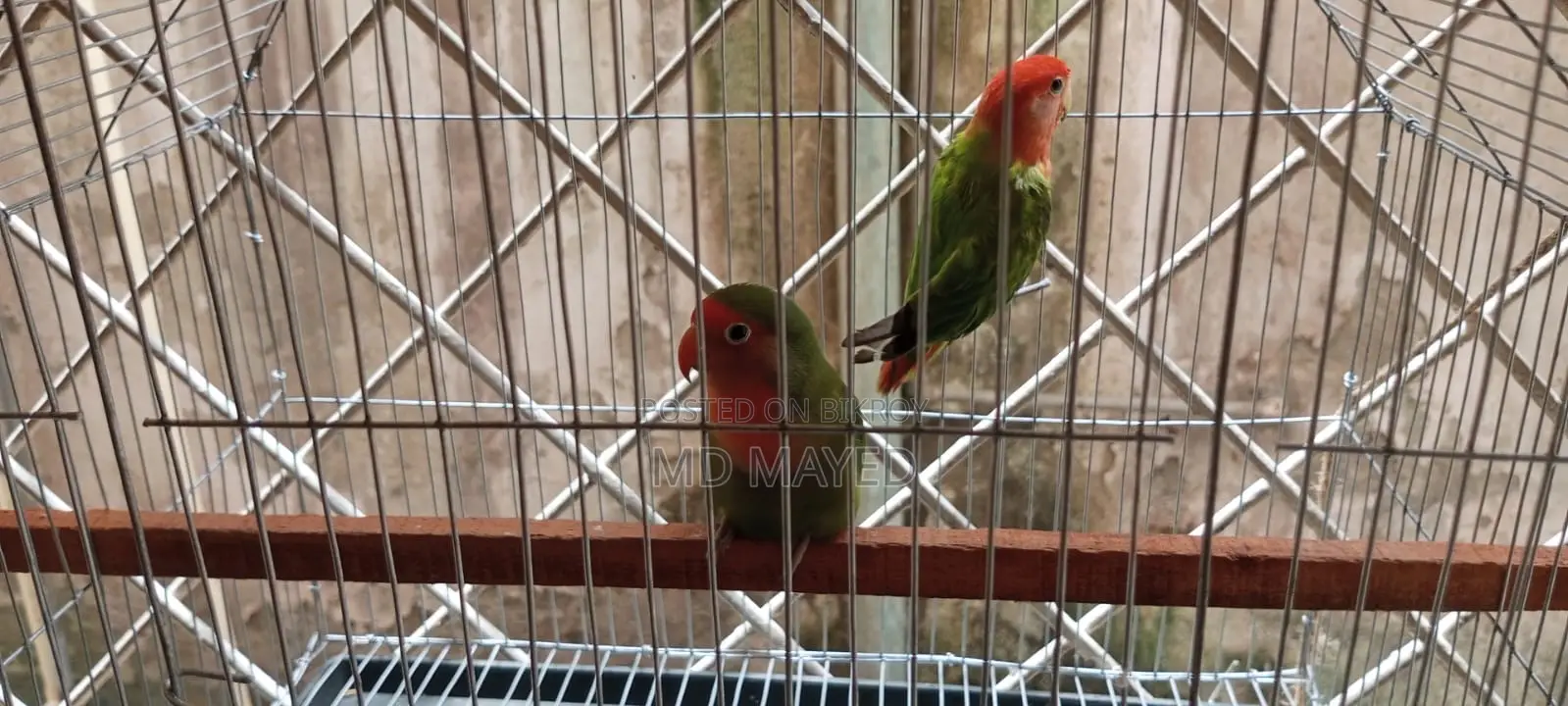 ১ জোড়া পূর্ণবয়স্ক লাভ বার্ড