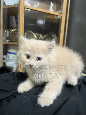 ১-৩ মাস বয়সী মেয়ে পিওরব্রেড পার্সিয়ান