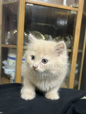 ১-৩ মাস বয়সী মেয়ে পিওরব্রেড পার্সিয়ান