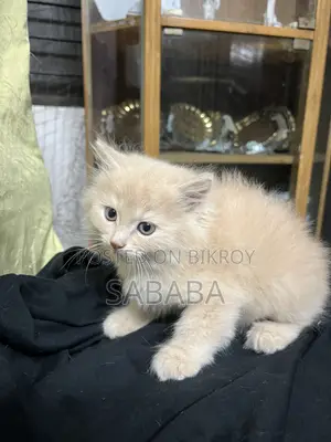 ১-৩ মাস বয়সী মেয়ে পিওরব্রেড পার্সিয়ান