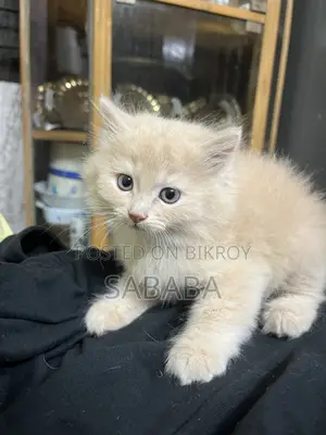 ১-৩ মাস বয়সী মেয়ে পিওরব্রেড পার্সিয়ান