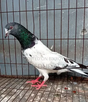 পাকিস্তানি কামাগার নর