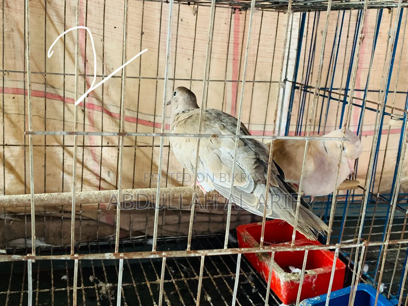 অস্ট্রেলিয়ান ঘুঘু