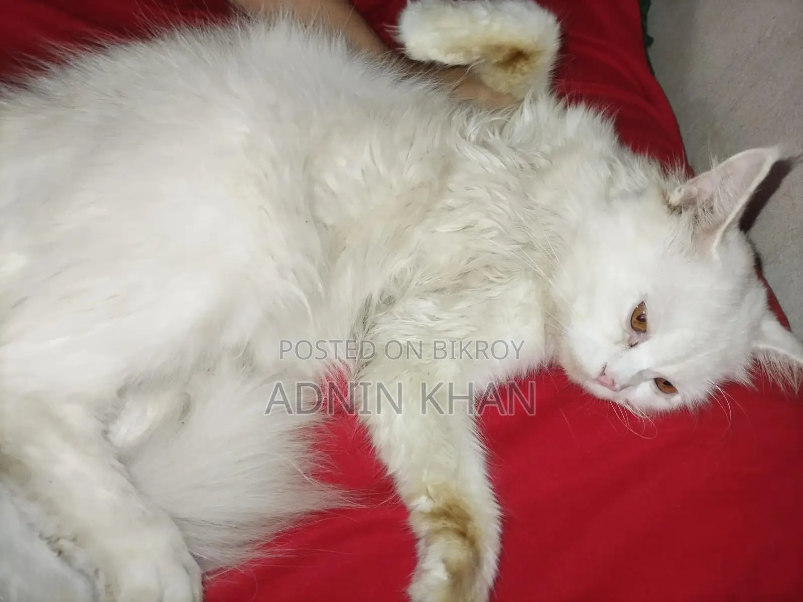 6-12 months Male Purebred Persian