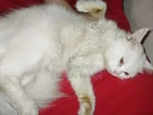 ৬-১২ মাস বয়সী পুরুষ বিশুদ্ধ পার্সিয়ান বিড়াল