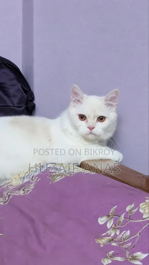 3-6 months Male Mixed Breed Persian