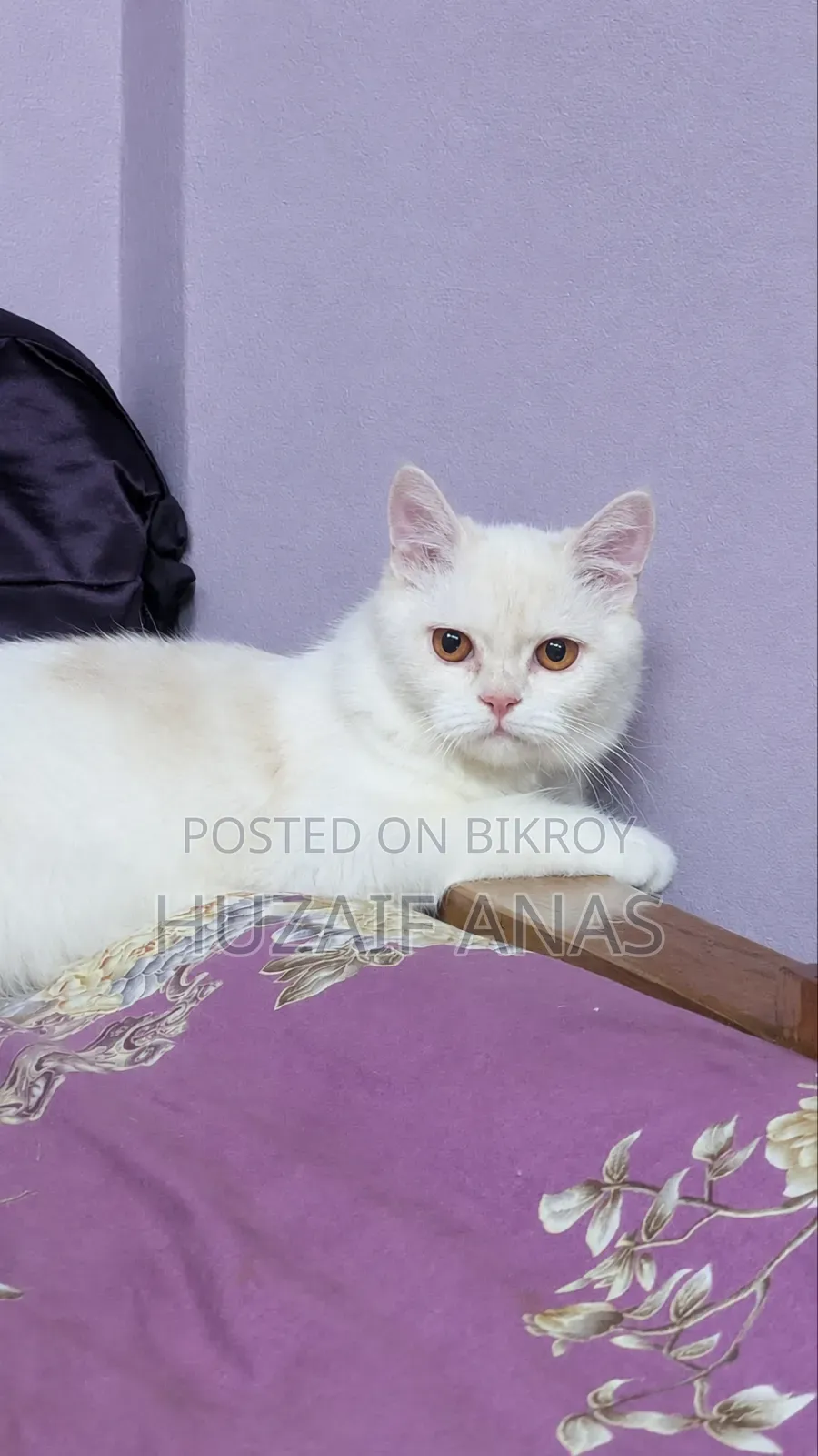 3-6 months Male Mixed Breed Persian