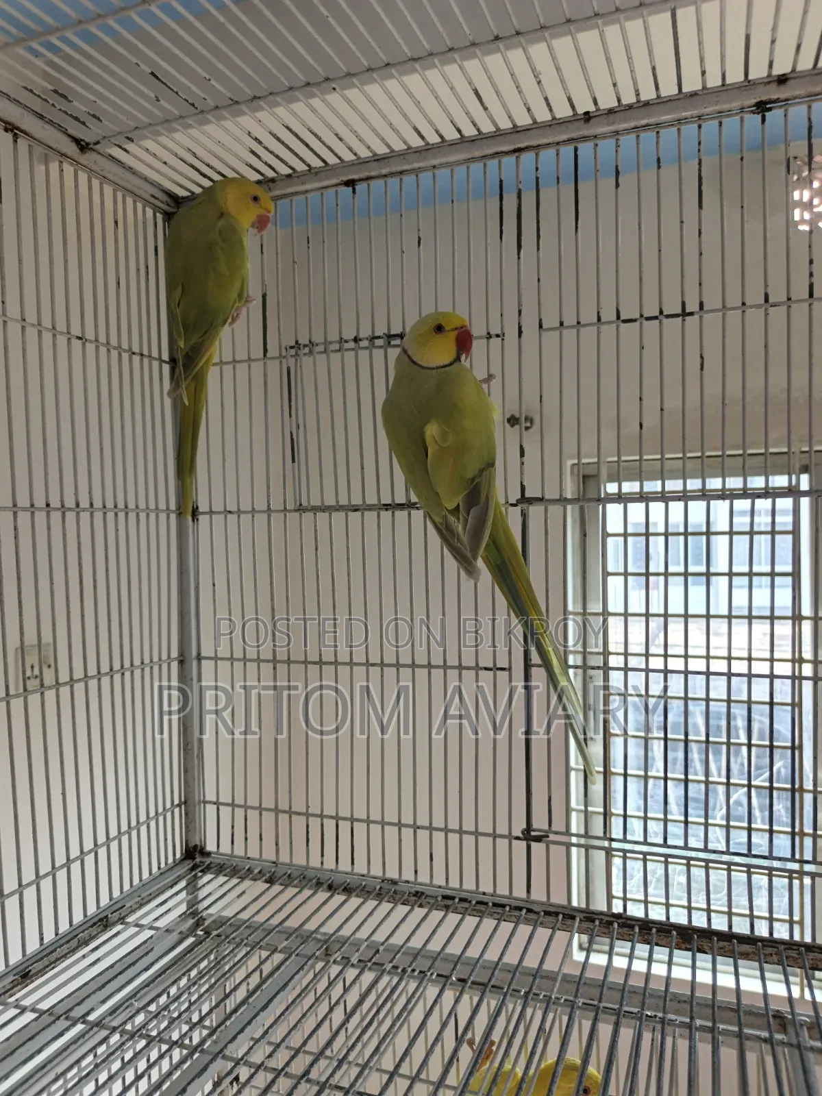 Buttercup Ringneck Breeding Pair