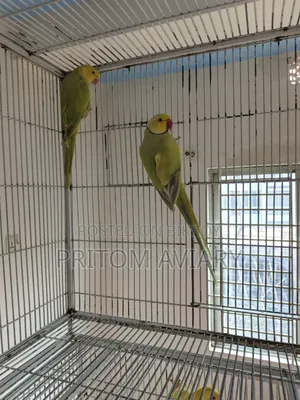 Buttercup Ringneck Breeding Pair